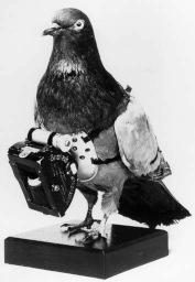 The 28th Infantry Division Pigeon Detachment